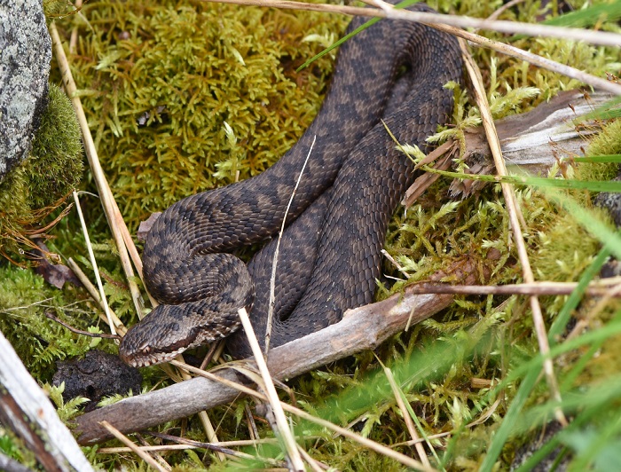 Vipera berus